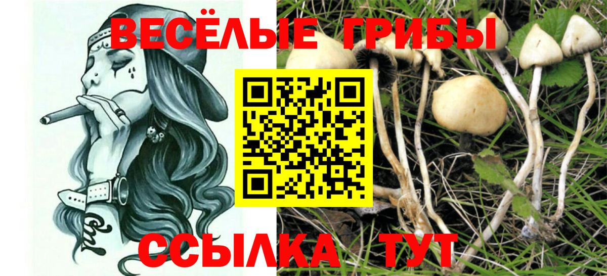 Димитровград  Галлюциногенные грибы Psilocybe  Вход с VPN  Галлюциногенные грибы Magic Shrooms 